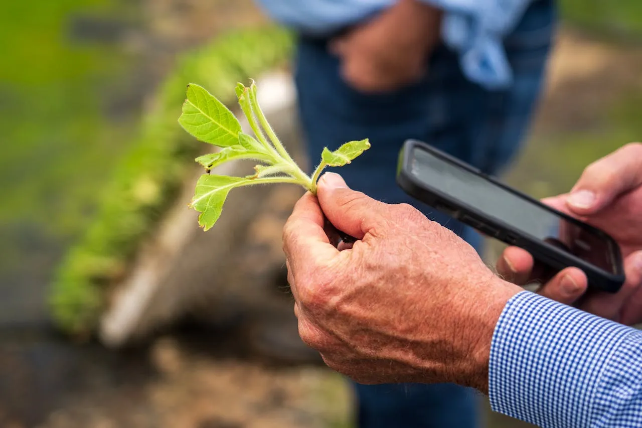 Producteur utilisant son smartphone au milieu du champ