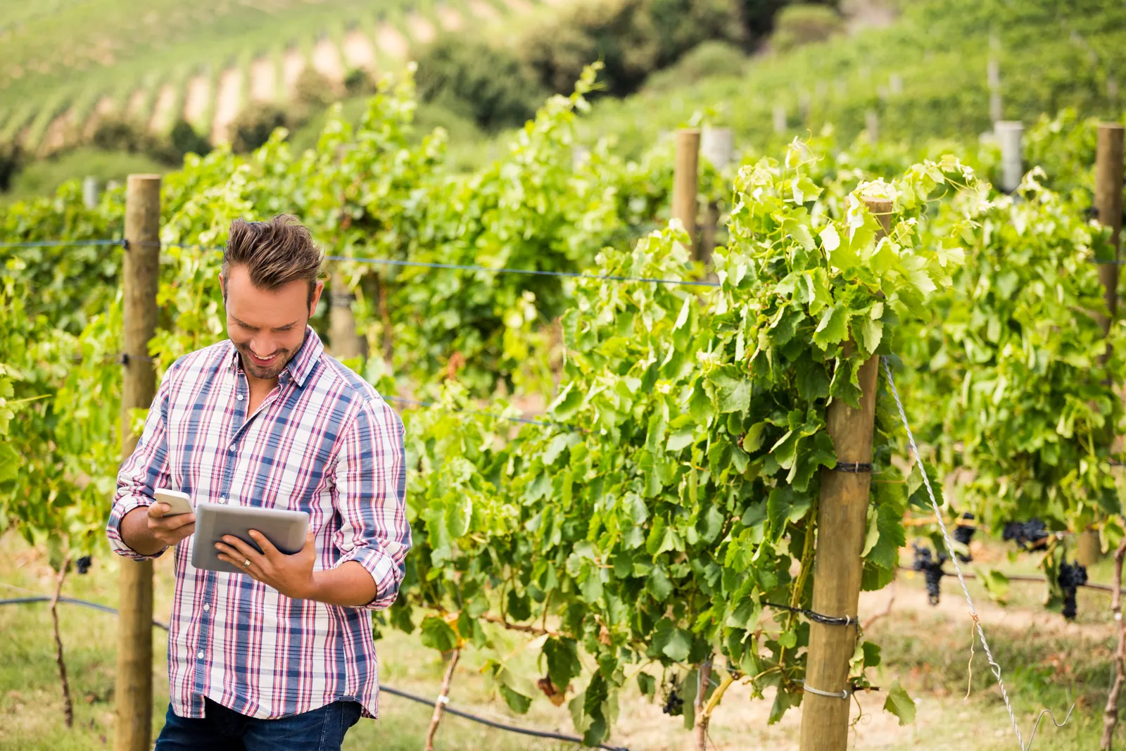 Vigneron consultant une tablette dans les vignes