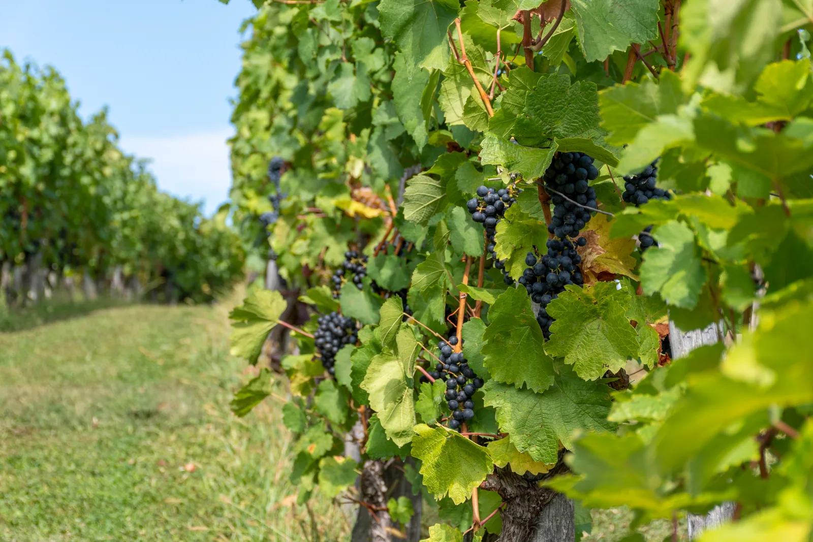 Grappes de raisin à maturité dans une vigne du Béarn
